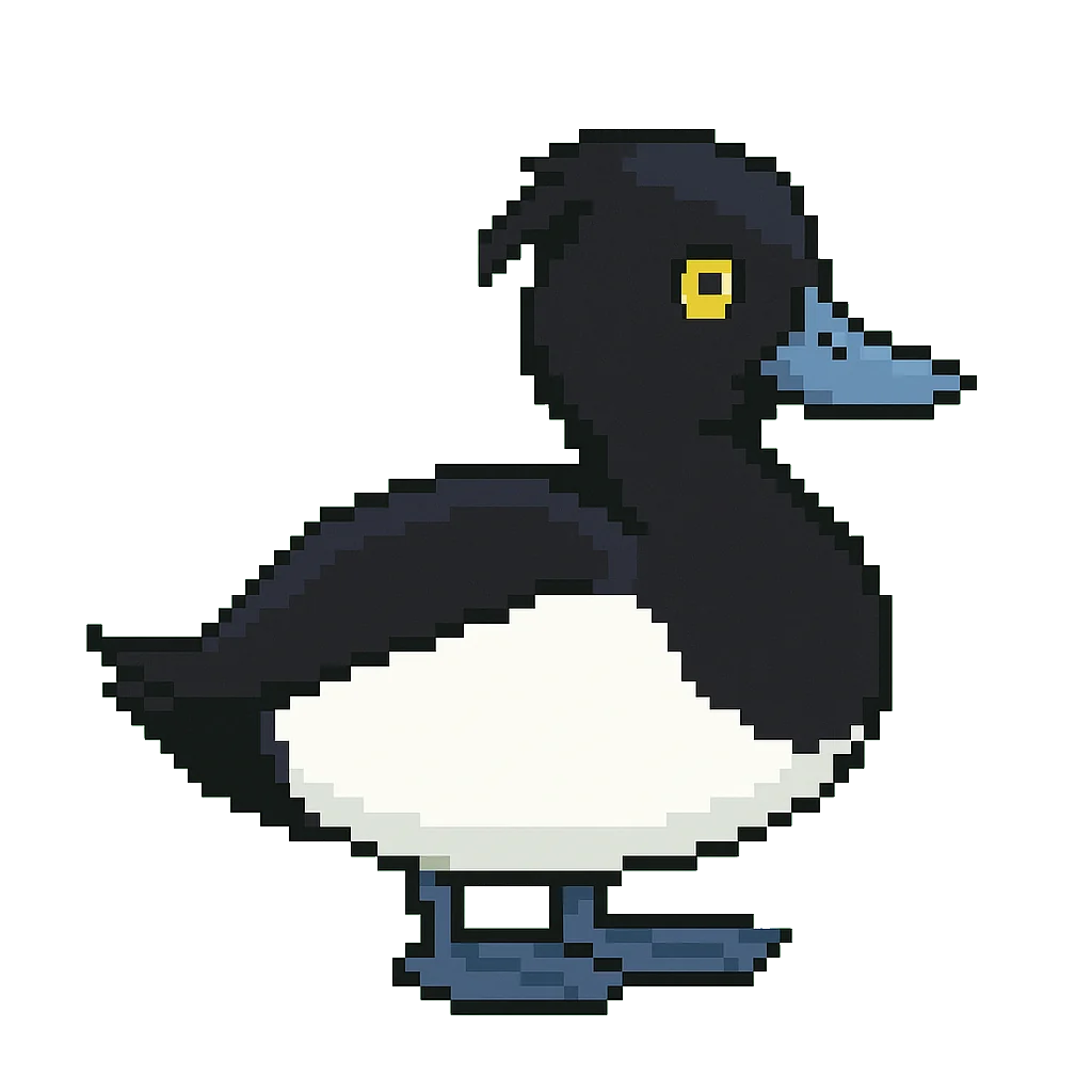 キンクロハジロ